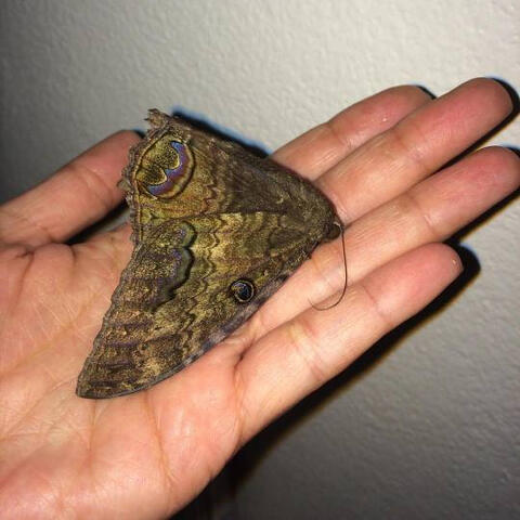 Ana Krish's Sample Photography